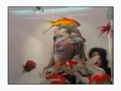 peces acuario.jpg
